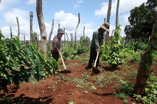 Gia đình chị Siu Hami ở thôn Tai Pôi, xã Ia H La, huyện Chư Pưh vay 30 triệu đồng chương trình cho vay hộ nghèo đầu tư cải tạo đất trồng hồ tiêu, cà phê, vươn lên thoát nghèo bền vững. Ảnh: Trần Việt - TTXVN Gia đình chị Siu Hami ở thôn Tai Pôi, xã Ia H La, huyện Chư Pưh vay 30 triệu đồng chương trình cho vay hộ nghèo đầu tư cải tạo đất trồng hồ tiêu, cà phê, vươn lên thoát nghèo bền vững. Ảnh: Trần Việt - TTXVN
