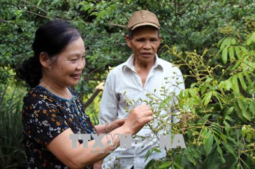 Bà Bê chia sẻ kinh nghiệm phát triển kinh tế, kỹ thuật trồng trọt với hội viên người cao tuổi tại địa phương. Ảnh: Diệp Anh – TTXVN
