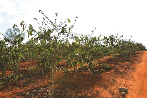 Nhiều diện tích cây cà phê trong tỉnh đứng trước nguy cơ chết do hạn hán