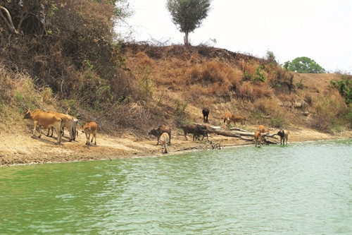 Tỉnh khuyến khích người chăn nuôi tìm nguồn nước phục vụ cho đàn gia súc