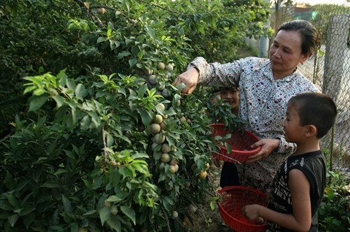 Mận hậu giúp người Mộc Châu thoát nghèo ảnh 5