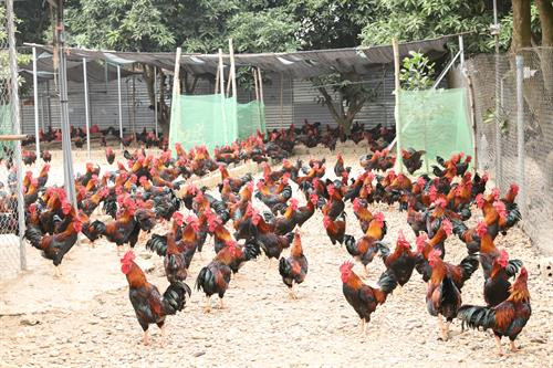 Phó Bí thư Thường trực Thành ủy Hà Nội Ngô Thị Thanh Hằng cùng Đoàn công tác thăm trang trại nuôi gà quy mô 10.000 con tại xã Tích Giang.