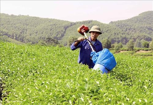 Ông Nguyễn Văn Hoàn sử dụng máy hút sâu chè do ông chế tạo. Ảnh: Quang Cường-TTXVN Ông Nguyễn Văn Hoàn sử dụng máy hút sâu chè do ông chế tạo. Ảnh: Quang Cường-TTXVN