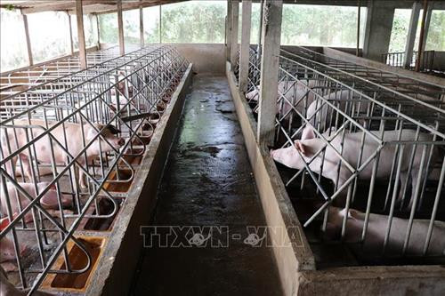 Đàn lợn chuẩn bị xuất chuồng của một hộ chăn nuôi tại Bạc Liêu. Ảnh: Huỳnh Sử- TTXVN Đàn lợn chuẩn bị xuất chuồng của một hộ chăn nuôi tại Bạc Liêu. Ảnh: Huỳnh Sử- TTXVN