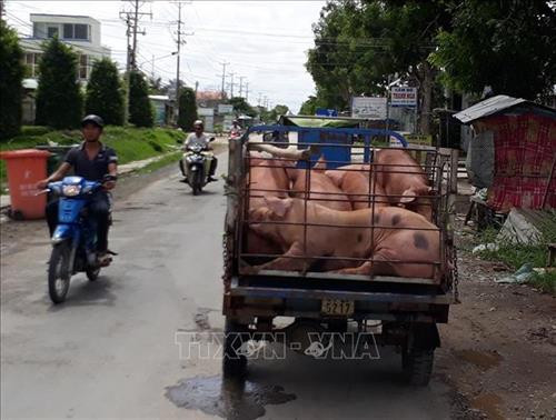 Thương lái thu mua lợn tại Bạc Liêu. Ảnh: Huỳnh Sử-TTXVN Thương lái thu mua lợn tại Bạc Liêu. Ảnh: Huỳnh Sử-TTXVN