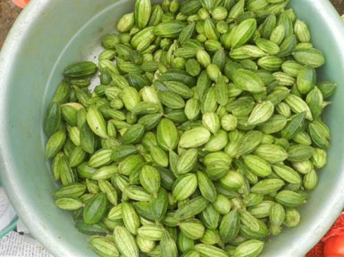 Những món rau rừng “đỉnh nhất’, ăn là nghiện của vùng Tây Bắc ảnh 1 Những món rau rừng “đỉnh nhất’, ăn là nghiện của vùng Tây Bắc ảnh 1