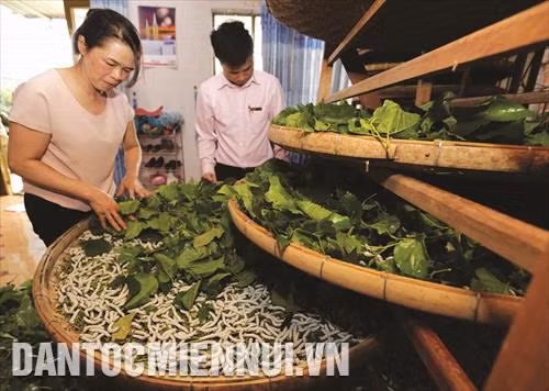 Gia đình chị Lê Thị Diễm ở thôn Tân Phú 2, xã Đinh Lạc, huyện Di Linh nuôi tằm mỗi năm có thu nhập hàng chục triệu đồng