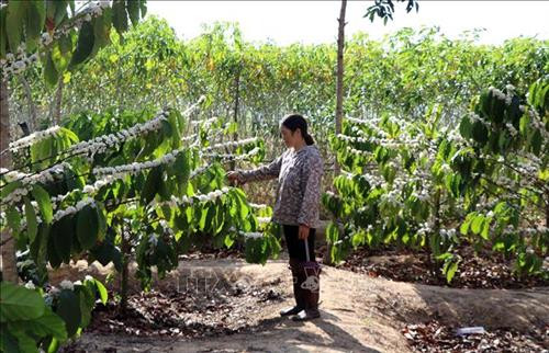 Chị Nguyễn Thị Ngát, làng Kon Rơ Sa, xã Tân Lập, huyện Kon Rẫy hiến gần 2.500 mét vuông đấy và rẫy cà phê đã thu hoạch nhiều năm để làm cầu. Ảnh: Cao Nguyên-TTXVN Chị Nguyễn Thị Ngát, làng Kon Rơ Sa, xã Tân Lập, huyện Kon Rẫy hiến gần 2.500 mét vuông đấy và rẫy cà phê đã thu hoạch nhiều năm để làm cầu. Ảnh: Cao Nguyên-TTXVN