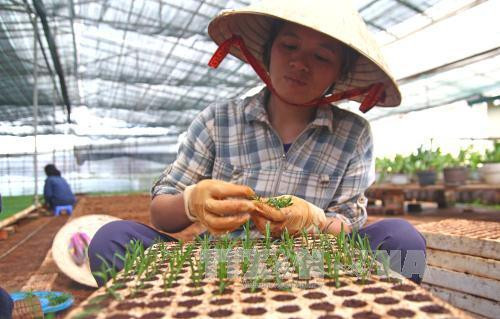 Cây giống được trồng trên vỉ xốp có đất dinh dưỡng trước khi đưa ra vườn ươm chờ xuất cho nhà vườn. Ảnh: Nguyễn Dũng - TTXVN Cây giống được trồng trên vỉ xốp có đất dinh dưỡng trước khi đưa ra vườn ươm chờ xuất cho nhà vườn. Ảnh: Nguyễn Dũng - TTXVN