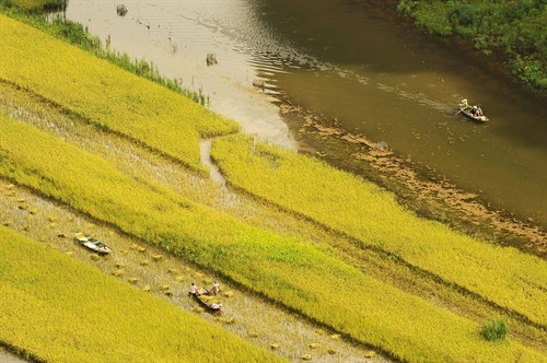 Những thửa ruộng không cần phải be bờ của nông dân thôn Văn Lâm được canh tác ngay trên sông Ngô Đồng. Những thửa ruộng không cần phải be bờ của nông dân thôn Văn Lâm được canh tác ngay trên sông Ngô Đồng.