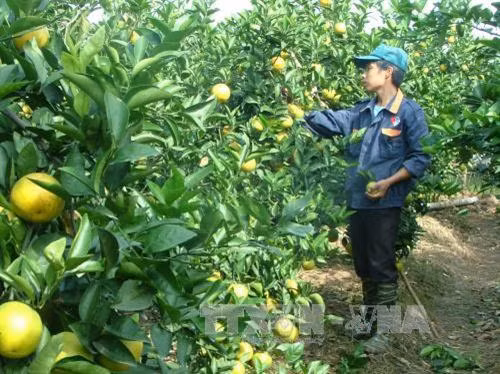 Vườn cam nhà anh Tân ở tỉnh Hưng Yên có mẫu mã đẹp, chất lượng tốt, sản lượng cao, nhiều cây phải chằng chống vì sai quả. Ảnh: Văn Giáp - TTXVN