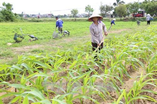 Chăm sóc cây vụ đông. Ảnh: Thùy Dung - TTXVN Chăm sóc cây vụ đông. Ảnh: Thùy Dung - TTXVN