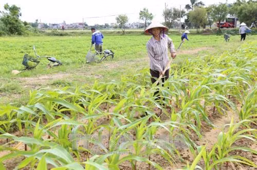 Chăm sóc cây vụ đông. Ảnh: Thùy Dung - TTXVN