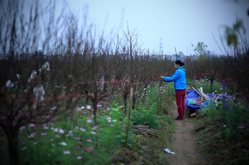 Chăm sóc và hãm để vườn đào bung nở vào đúng dịp tết Nguyên đán 2016.