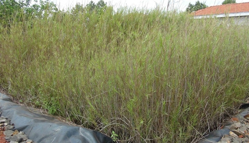 150m3 nước thải hàng ngày tại bệnh viện được xử lý sạch sẽ chỉ với 8 luống sậy 150m3 nước thải hàng ngày tại bệnh viện được xử lý sạch sẽ chỉ với 8 luống sậy