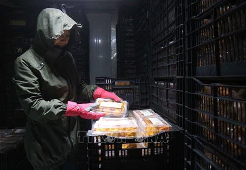 Hồng thành phẩm được đóng gói , sau đó đưa vào bảo quản cấp đông ở nhiệt độ - 40 độ C và có thể bảo quản được nhiều năm . Ảnh: Nguyễn Dũng – TTXVN Hồng thành phẩm được đóng gói , sau đó đưa vào bảo quản cấp đông ở nhiệt độ - 40 độ C và có thể bảo quản được nhiều năm . Ảnh: Nguyễn Dũng – TTXVN