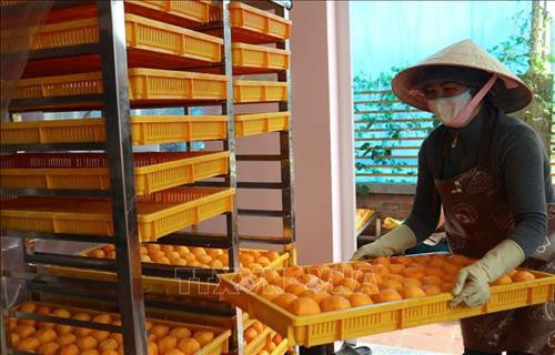 Những trái hồng tuyển chọn sau khi gọt vỏ được xếp cẩn thận vào khay nhựa trước khi sấy. Ảnh: Nguyễn Dũng – TTXVN Những trái hồng tuyển chọn sau khi gọt vỏ được xếp cẩn thận vào khay nhựa trước khi sấy. Ảnh: Nguyễn Dũng – TTXVN