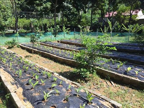 Vườn ươm giống cây Ngải đen tại Khu bảo tồn thiên nhiên Pù Luông. Ảnh: Nguyễn Nam-TTXVN Vườn ươm giống cây Ngải đen tại Khu bảo tồn thiên nhiên Pù Luông. Ảnh: Nguyễn Nam-TTXVN