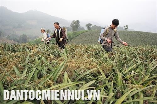 Để phát triển nghề trồng dứa, nâng cao thu nhập cho đồng bào, huyện Mường Khương đã làm tốt quy hoạch vùng trồng dứa, đẩy mạnh công tác tuyên truyền thương hiệu "dứa bản Lầu". Ảnh: Hoàng Hà Huyện Mường Khương chú trọng phát triển chăn nuôi gia cầm bản địa, đặc sản có giá trị kinh tế cao. Ảnh: Hoàng Hà
