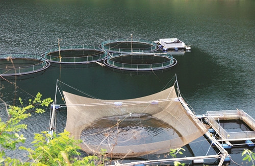 Cá tầm sống trong môi trường nước lạnh, sạch, lồng nuôi được thiết kế phù hợp với mật độ thả cá giống