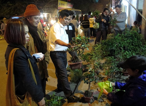 Dãy hàng bán cây cảnh thu hút nhiều du khách tới chọn mua Dãy hàng bán cây cảnh thu hút nhiều du khách tới chọn mua