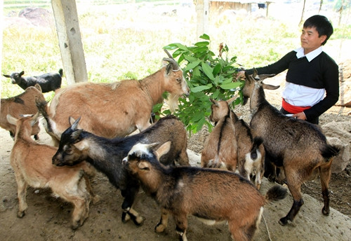 Anh Giàng A Sinh chăm sóc đàn dê. Ảnh: Trần Việt - TTXVN