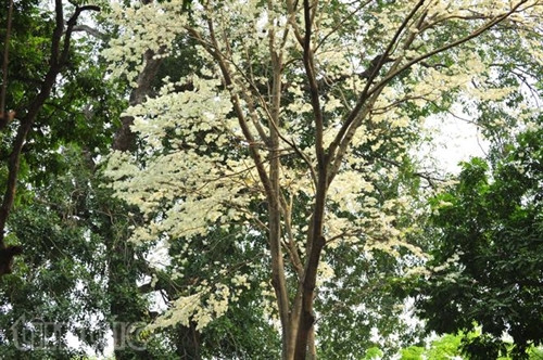 Hẹn gặp lại, sắc trắng hoa sưa ảnh 11