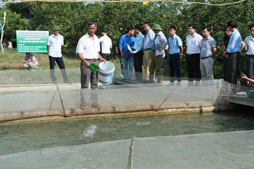 Ông Phan Nhân Lợi ở xã Sài Sơn, huyện Quốc Oai (Hà Nội) là người có nhiều năm kinh nghiệm nuôi cá thương phẩm cho biết: Áp dụng công nghệ sông trong ao rất thuận tiện trong khâu thu hoạch, chỉ cần 2 nhân công có thể thu hoạch toàn bộ lượng cá trong ao. Ông Phan Nhân Lợi ở xã Sài Sơn, huyện Quốc Oai (Hà Nội) đã được hỗ trợ 30% chế phẩm sinh học (175 kg/5 ha) Aqua clear - S dùng để xử lý môi trường ao nuôi định kỳ, 30% thức ăn, được cán bộ khuyến nông Hà Nội thường xuyên hướng dẫn chăm sóc, quản lý và phòng trừ dịch bệnh cho đàn cá nuôi…