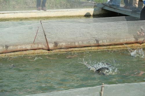 Mở ra hướng phát triển mới trong nuôi trồng thủy sản ở Hà Nội ảnh 7