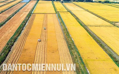 Cánh đồng lúa chất lượng cao tại xã Vĩnh Lộc, huyện Hồng Dân (Bạc Liêu) . Ảnh: Phan Thanh Cường