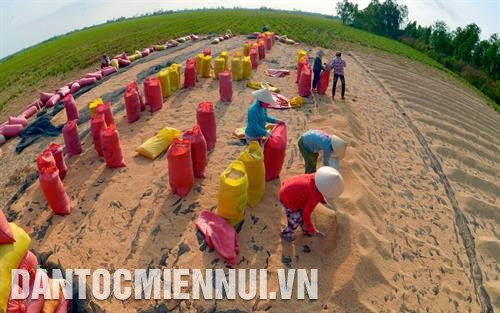 Nông dân phơi lúa sau thu hoạch tại xã Châu Hưng, huyện Vĩnh Lợi (Bạc Liêu). Ảnh: Phan Thanh Cường