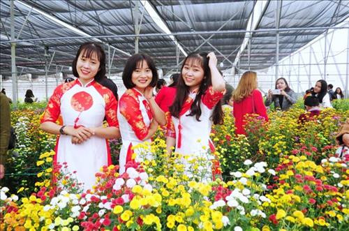 Cánh đồng hoa hướng dương ở Quảng Bình hút du khách ngày đầu năm mới ảnh 4 Cánh đồng hoa hướng dương ở Quảng Bình hút du khách ngày đầu năm mới ảnh 4