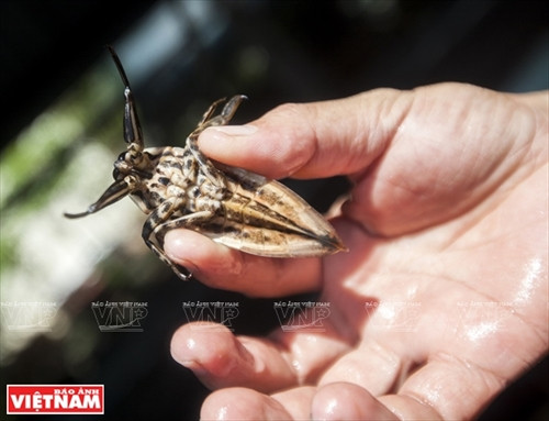 Làm giàu từ trang trại cà cuống ảnh 11