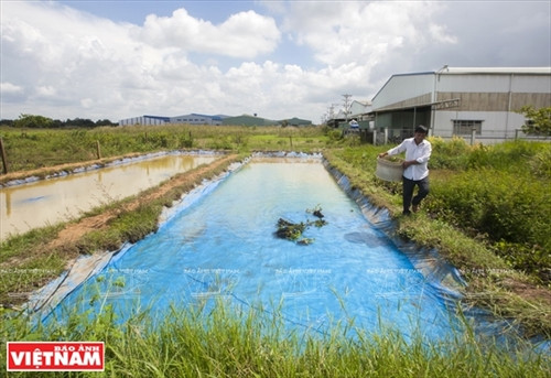 Làm giàu từ trang trại cà cuống ảnh 1