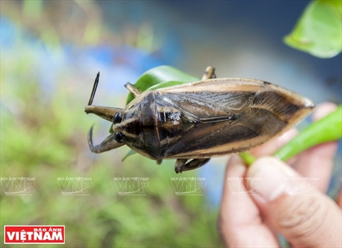 Làm giàu từ trang trại cà cuống ảnh 10