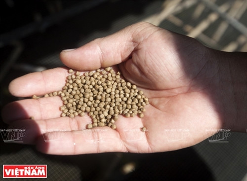 Làm giàu từ trang trại cà cuống ảnh 4