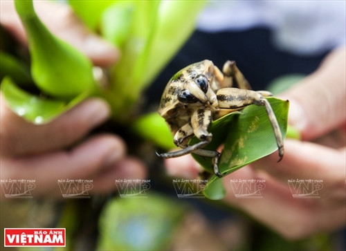 Nuôi cà cuống là mô hình không những mang lại giá trị kinh tế cao cho các gia đình mà còn góp phần bảo tồn loại côn trùng quý hiếm này.