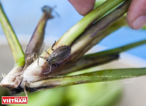 Làm giàu từ trang trại cà cuống ảnh 6