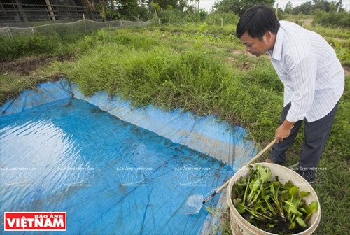 Làm giàu từ trang trại cà cuống ảnh 2