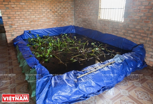 Làm giàu từ trang trại cà cuống ảnh 7