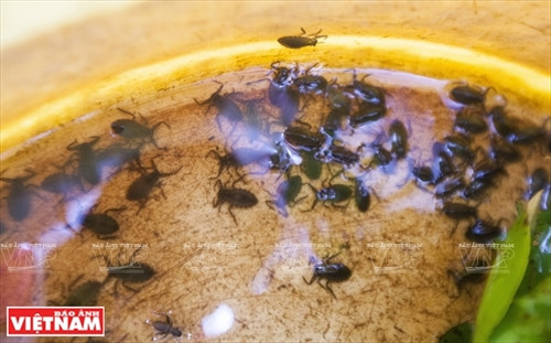 Làm giàu từ trang trại cà cuống ảnh 8