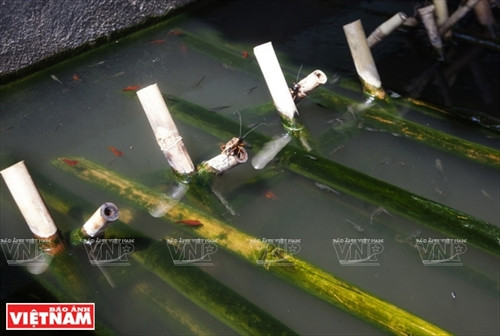 Làm giàu từ trang trại cà cuống ảnh 5