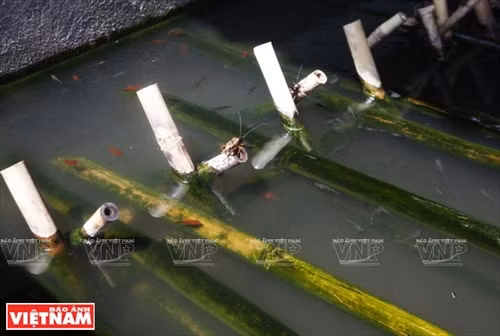 Làm giàu từ trang trại cà cuống ảnh 5