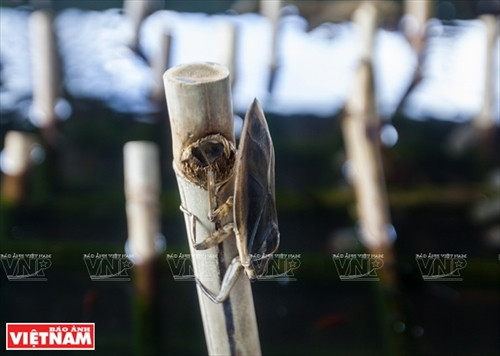 Làm giàu từ trang trại cà cuống ảnh 9