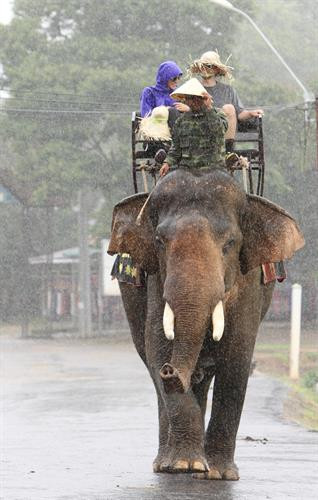 Voi phục vụ du khách ở Hồ Lắk. Voi phục vụ du khách ở Hồ Lắk.