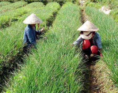 Ảnh minh họa Ảnh minh họa