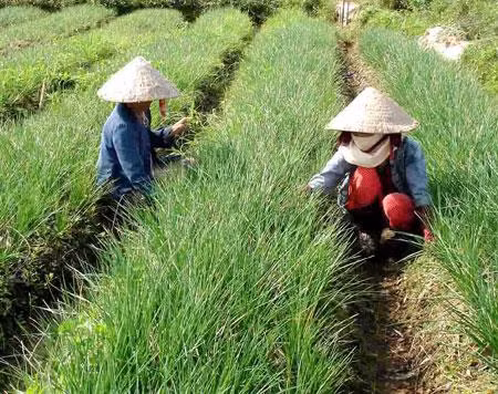 Ảnh minh họa Ảnh minh họa