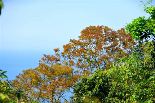 Sơn Trà đẹp miên man thời khắc giao mùa ảnh 3