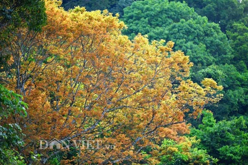 Sơn Trà đẹp miên man thời khắc giao mùa ảnh 7