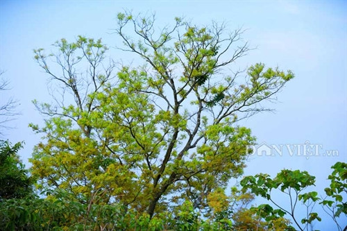 Sơn Trà đẹp miên man thời khắc giao mùa ảnh 5